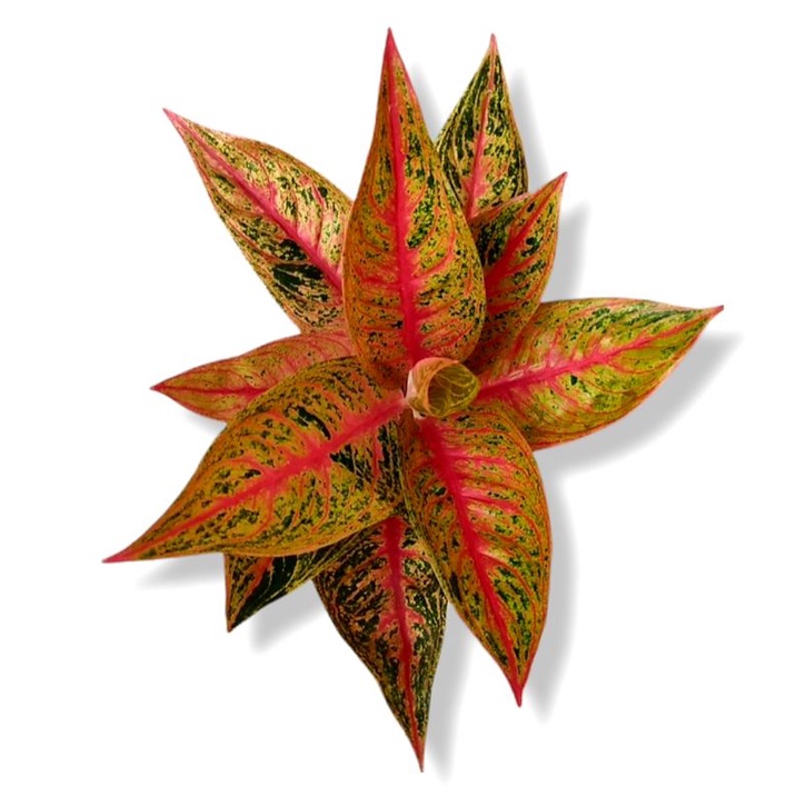 Aglonema Legacy Tanaman Hias Bunga Aglaonema Murah Merah BUKAN bonggol bibit - tanaman hias hidup - 