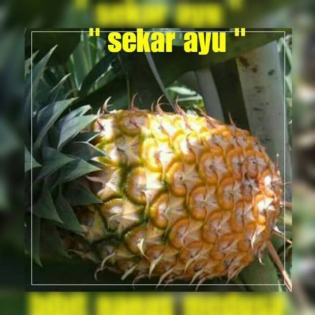 Bibit Buah Nanas Medusa