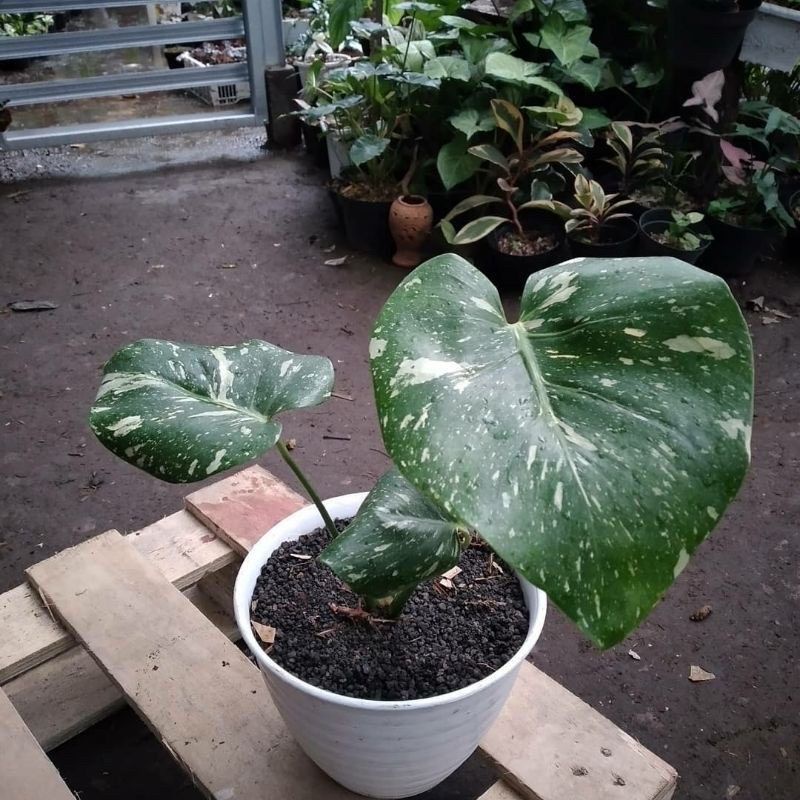 Promo bibit bonggol monstera thailand (monthai varigata)