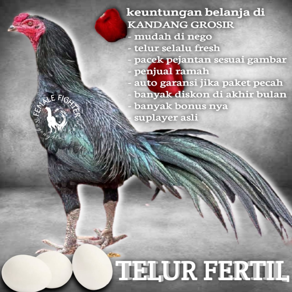 black koytrad trad pakhoy Ayam Bangkok TELUR FERTIL New Generasi