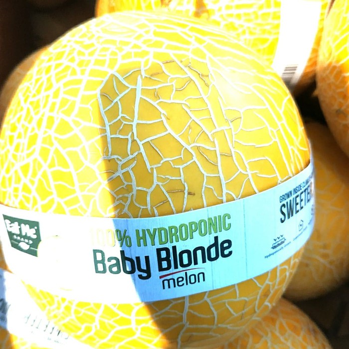 

Melon baby Blonde 100% Hydroponic -+ 1.5 kg