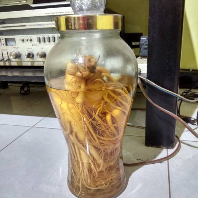 

Gingseng korea asli umur 9 tahun