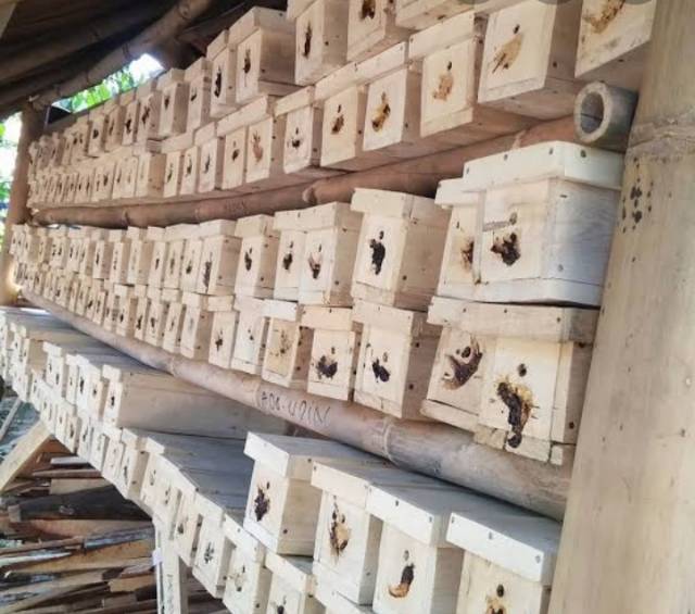 Madu Klanceng 250gr Murah