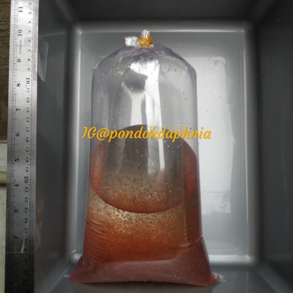 promo murah [NEW] DAPHNIA MAGNA PAKAN HIDUP STARTER KUTU AIR JUMBO SUPER RED Berkualitas