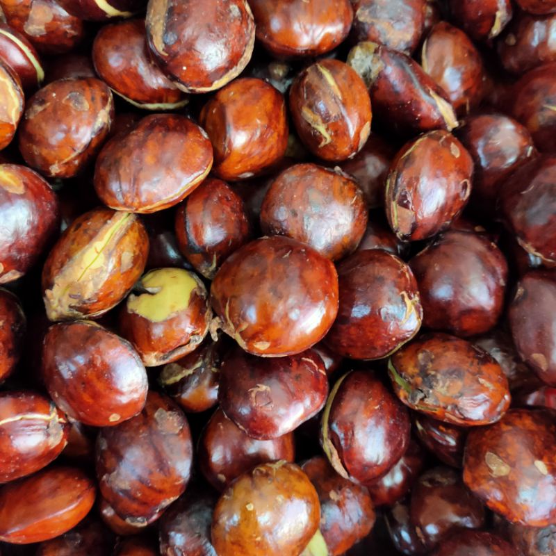 

jengkol tua 250gram
