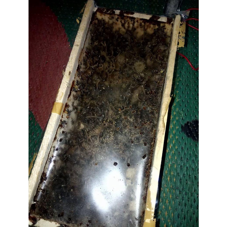 Lebah Tidak bersengat Kelulut Lanceng Trigona Jenis Biroi Beekeeper