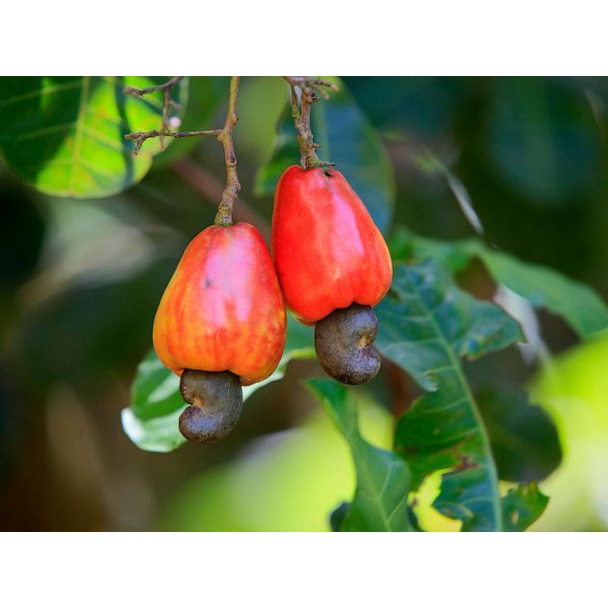 Benih Bibit Biji - Jambu Monyet Mede Kacang Mete Cashew Nut Tree (Anacardium occidentale) Seeds