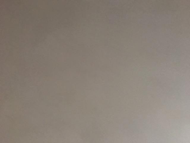 Bibit Bunga Kamboja Jepang