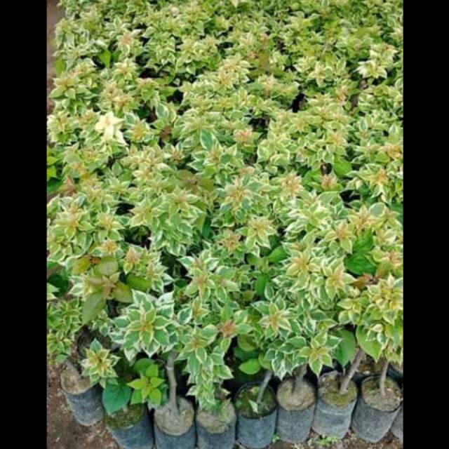 Bibit Bogenvil singgapur