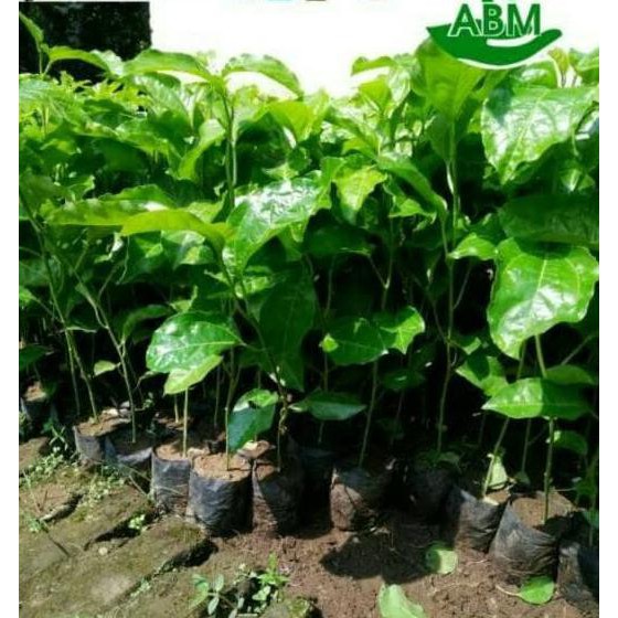 5 BIBIT BUAH MARKISA MANIS BANYAK MANFAAT BIG SALE♨❐