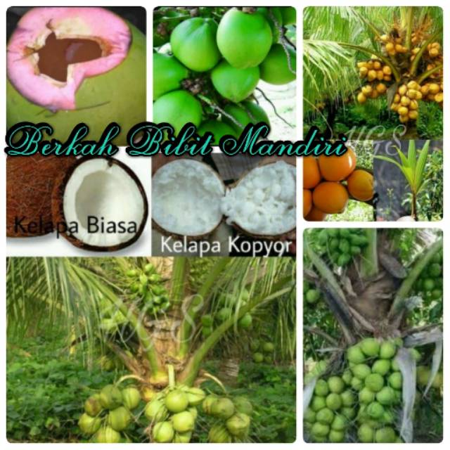 Paket 5 Batang Bibit Kelapa Gading Eburnea, Kopyor,  Wulung,  Puyuh,  Nias