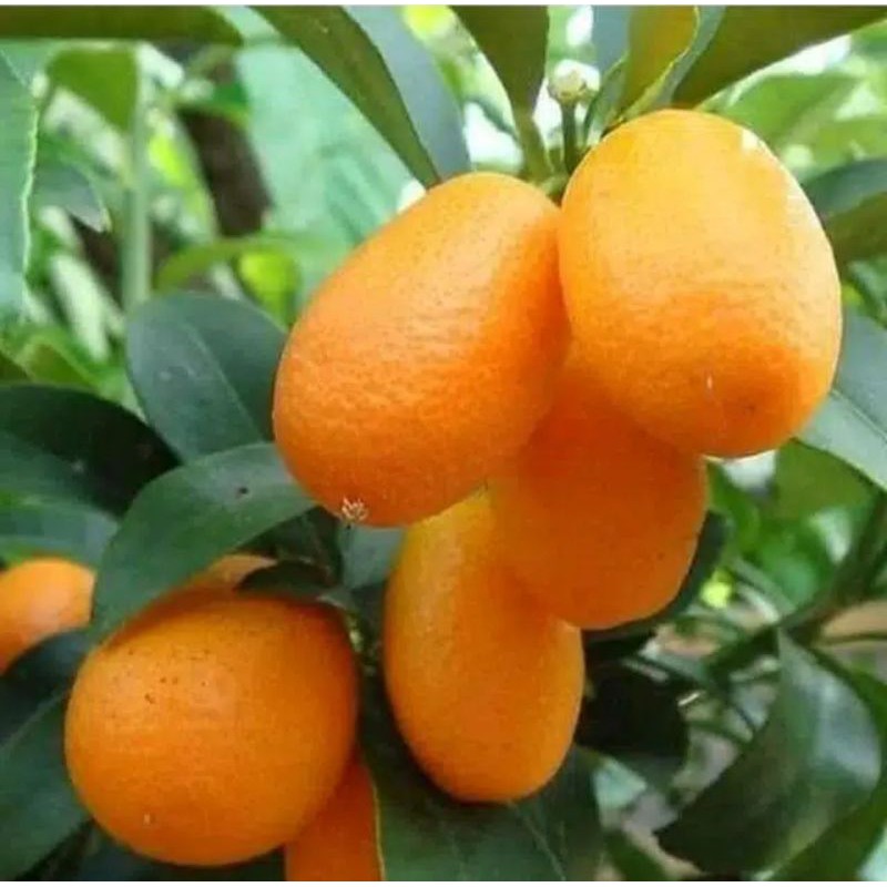 Bibit Jeruk Nagami okulasi / bibit tanaman buah jeruk nagami