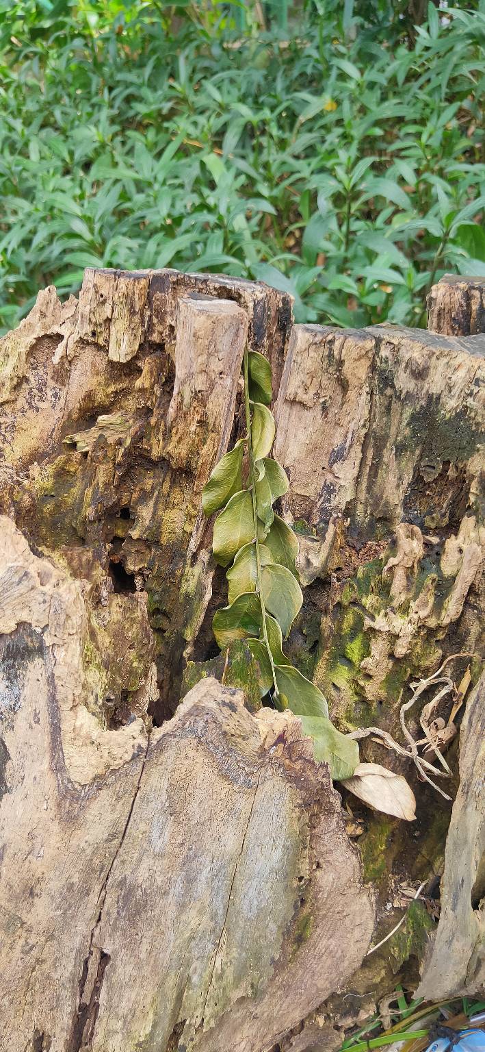 Payung Lipat Portable Anti Uv