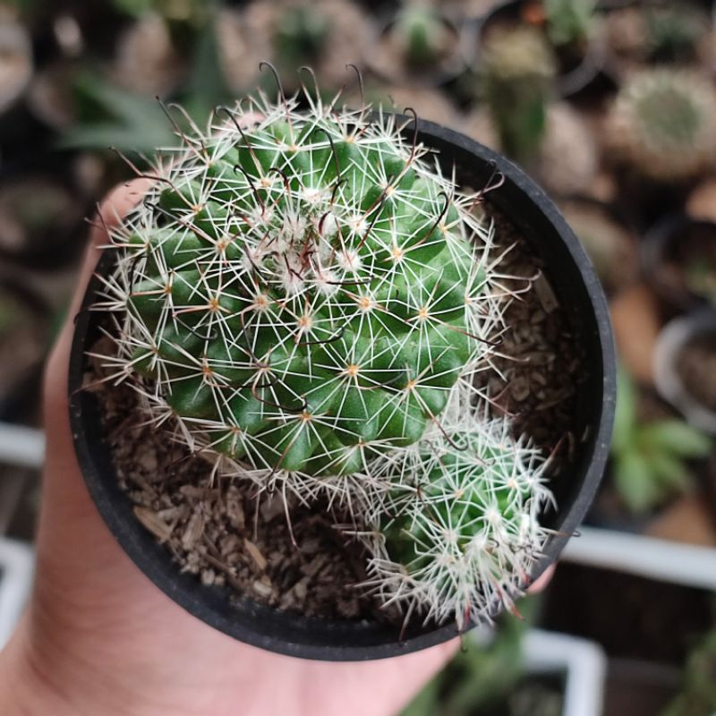 Mamillaria beneckei big/Kaktus ownroot murah