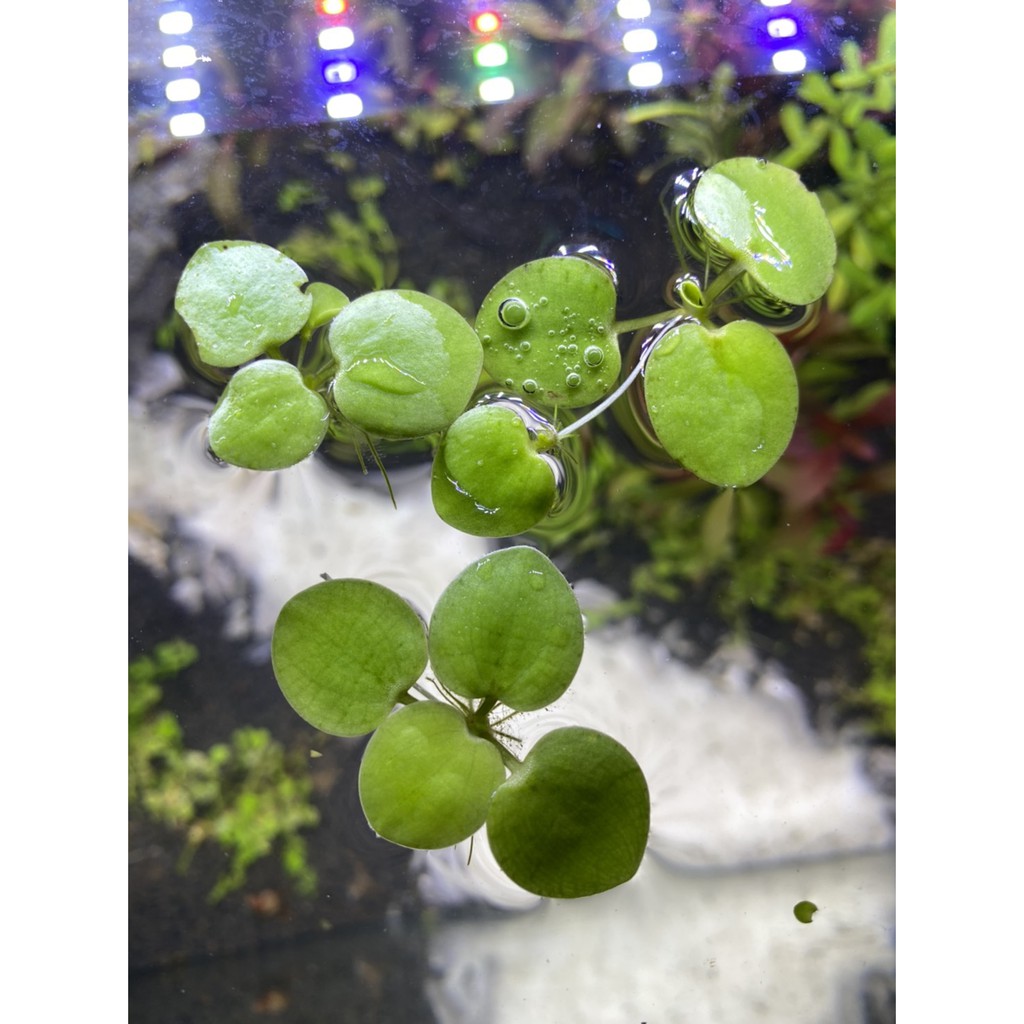 Amazon  Frogbit  Tanaman Air Floating Plant Limnobium   Amazon  Frogbit  Tanaman Air Floating Plant Limnobium