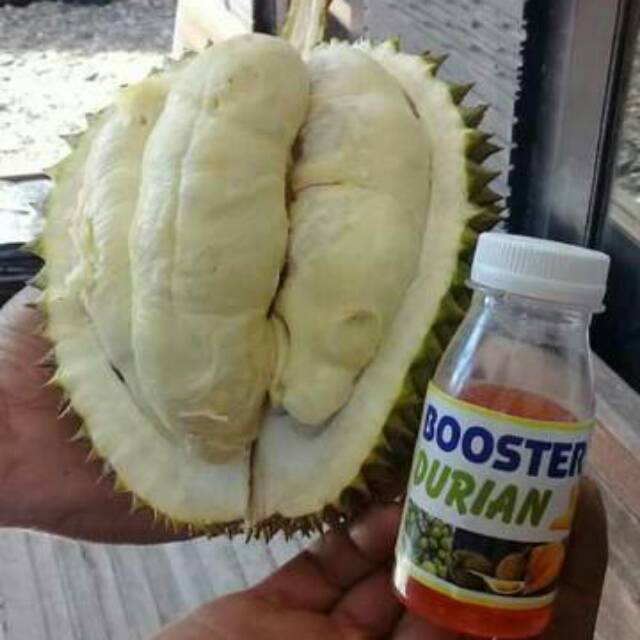 Pupuk Booster Durian