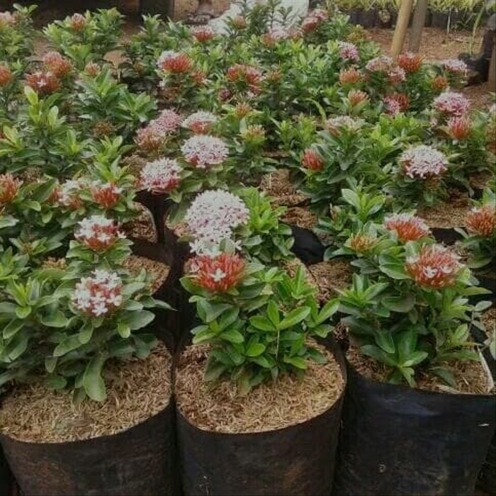 tanaman hias asoka jambon - asoka mini - asoka pink - soka jambon