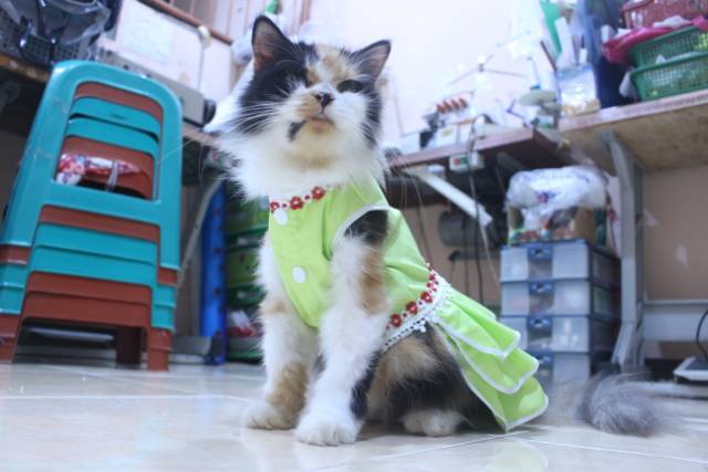 Dress polos warna toska lucu untuk kucing / baju kucing murah size S-XL