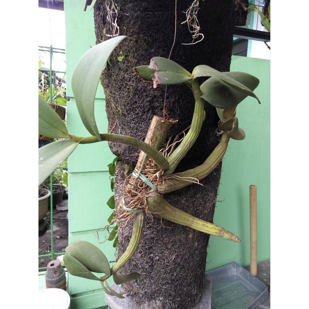 Paling Populer 28+ Bunga Anggrek Tanduk Kerbau - Gambar Bunga HD