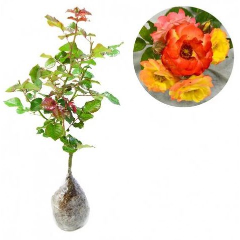 Mawar Floribunda Orange Colorado