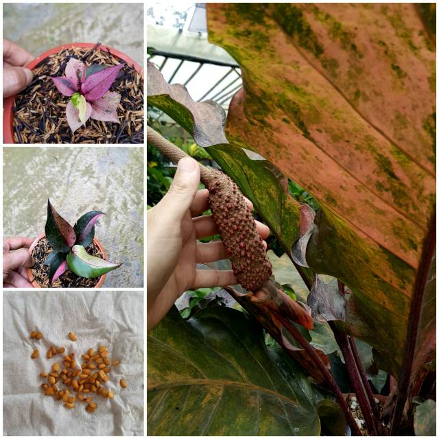 Biji Benih Anthurium Hokeri Pink