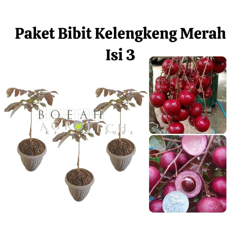 Paket Hemat Bibit Kelengkeng Merah Okulasi Isi 3 Bonus Bibit Strawberry+Polibag