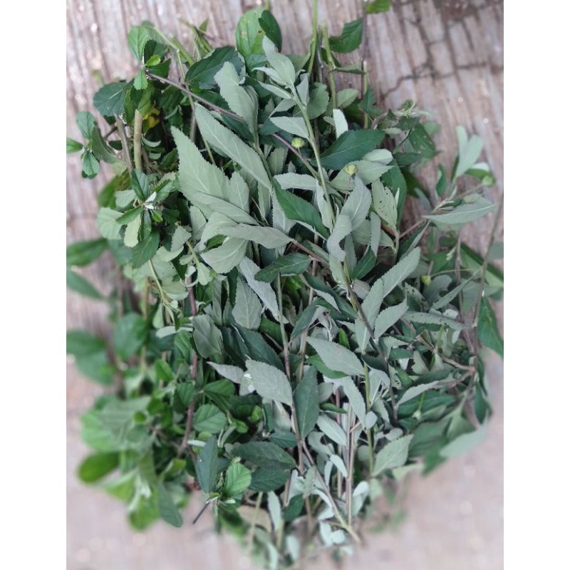 

sadagori/sidagori (Sida rhombifolia L.) 500 gr