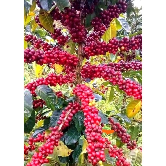 bibit kopi/benih Arabika ateng super Gayo berat 1kg