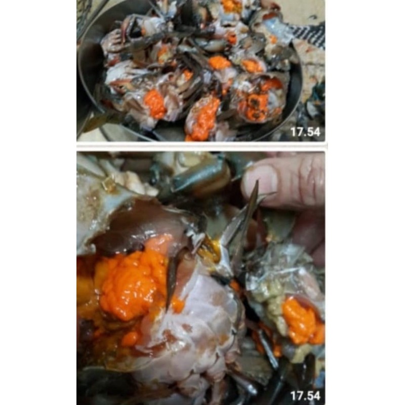 

Kepiting Hidup Betina 1 kg
