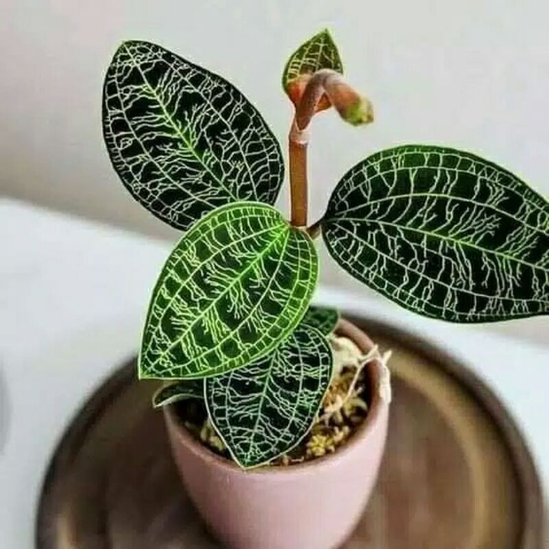 tanaman hias jewel orchid macodes Petola-JEWEL ORCHID MACODES PETOLA TANAMAN HIAS
