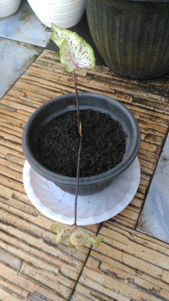 Caladium Shycool/ Dikirim Size Anakan-remaja Cat Tumpah