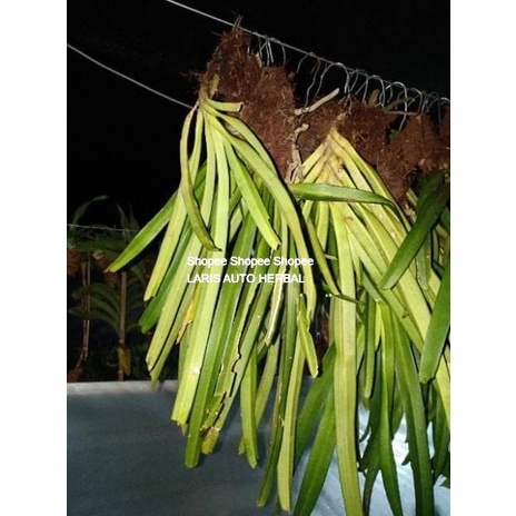 Anggrek Ricontilis Retusa Ekor Tupai Kondisi Dewasa Dan Spike