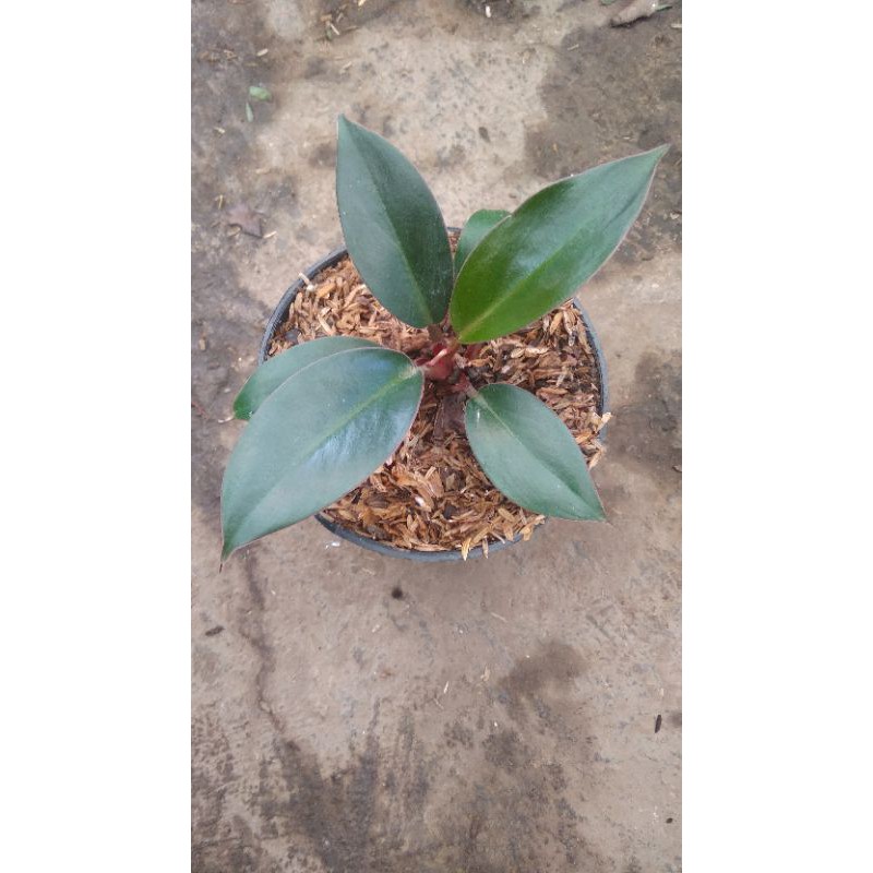 bibit tanaman hias philodendron black cardinal red congo petite