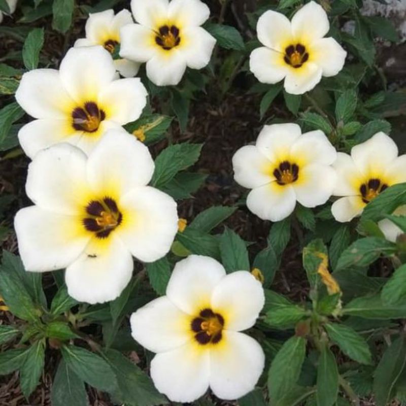 TANAMAN HIAS TURNERA ULMIFOLIA