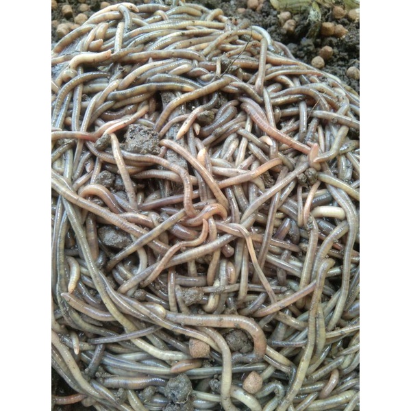 cacing susu fosfor cacing mancing 100gram