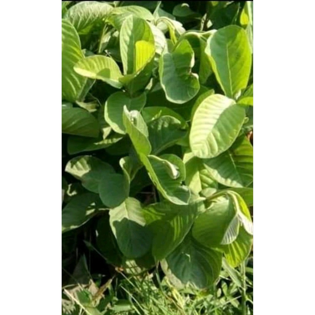 

jambu Red diamond murah rasa manis