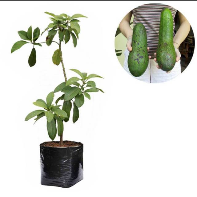 BIBIT ALPUKAT ALIGATOR SUPER GENJAH