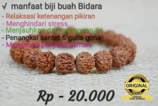 Jual Bibit Bidara Arab Siap Kirim Bidara Tanamanbidara Jualbidara Melayani Eceran Grosir Dan Proyek Wa 6285730130718 Hp 0 Buah Tanaman Benih