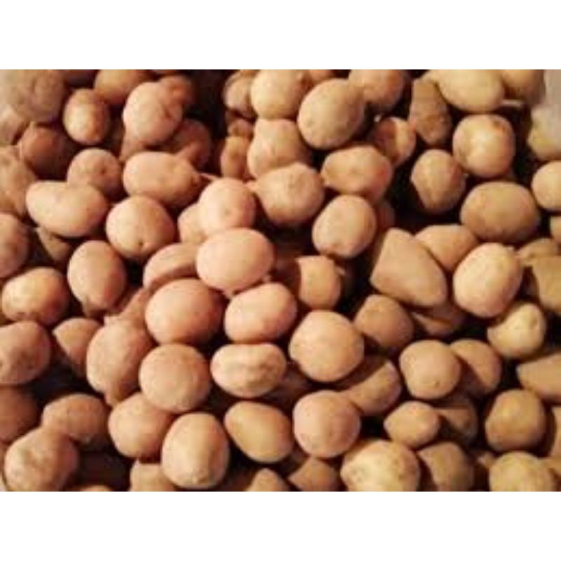 

KENTANG KECIL/NIURAME