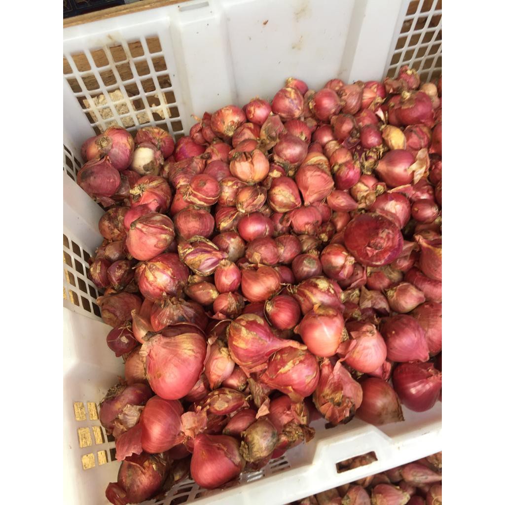 

BAWANG MERAH BREBES LOKAL 500GR