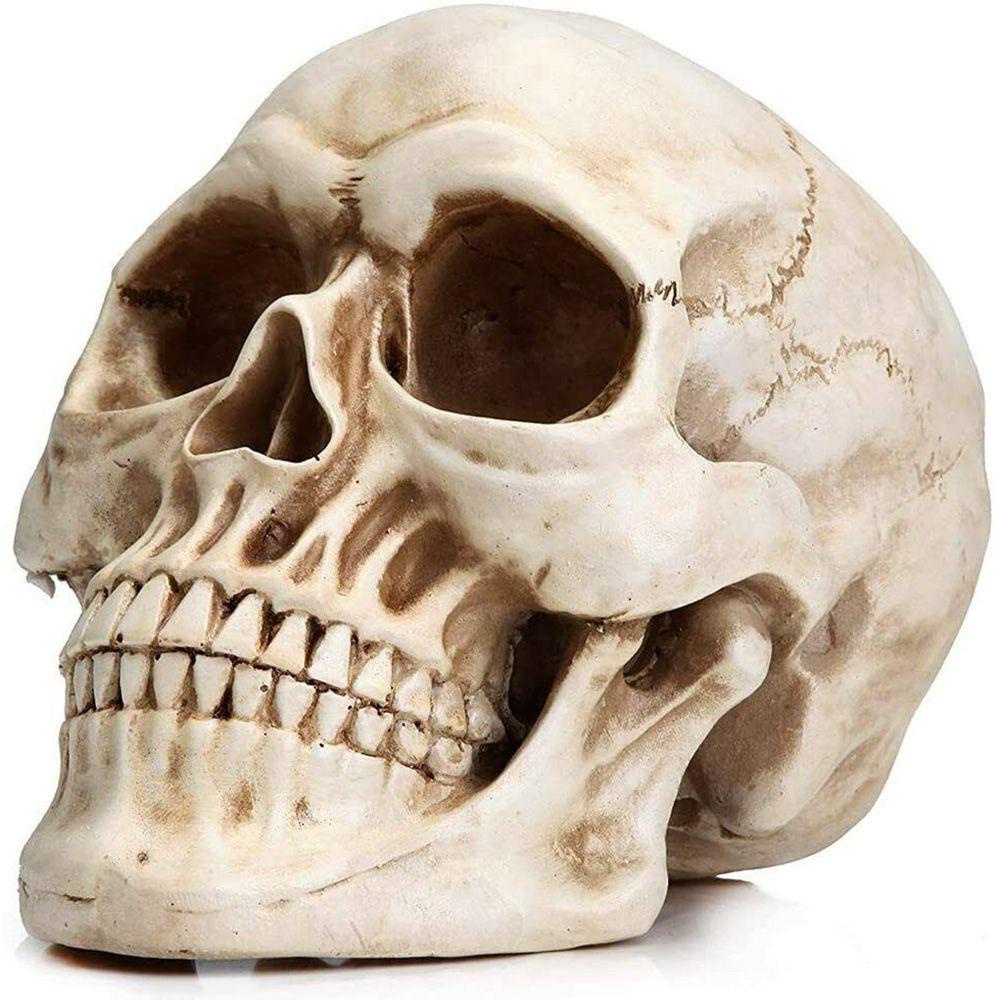 TOP Kepala Tengkorak Model Life-Size1:1 Anatomi Skeleton Head