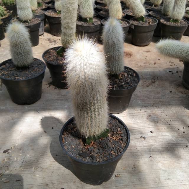 Tanaman Kaktus Old Man