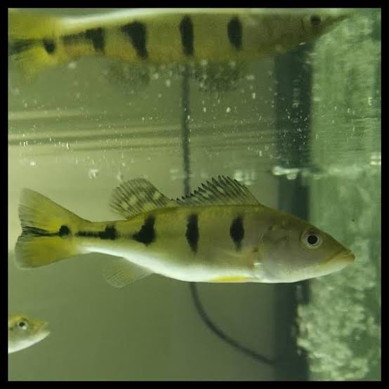 Ikan PBass Mono Good Marking - Ukuran 5-6 cm