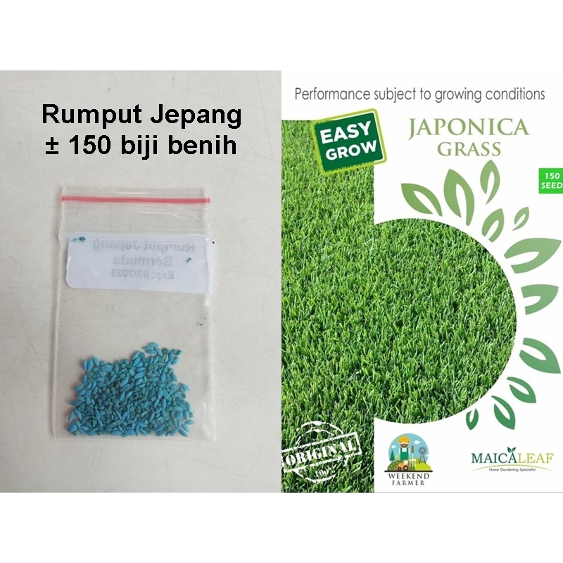 Benih Rumput Jepang (Bibit Rumput Jepang) isi 150 Benih