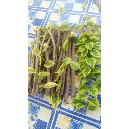 bogenvil bahan stek singapur