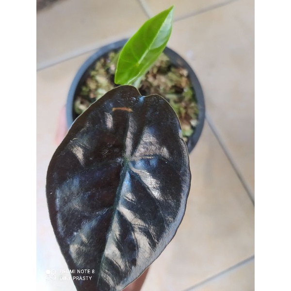 alocasia red invernalis Carg