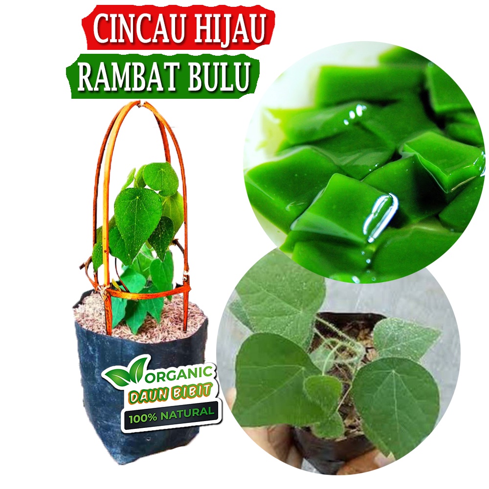 Bibit Cincau Hijau Rambat Bulu