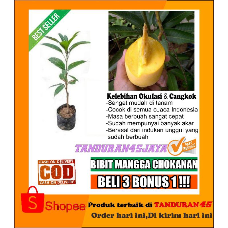 Bibit mangga chokanan/bibit mangga chokanan/bibit mangga