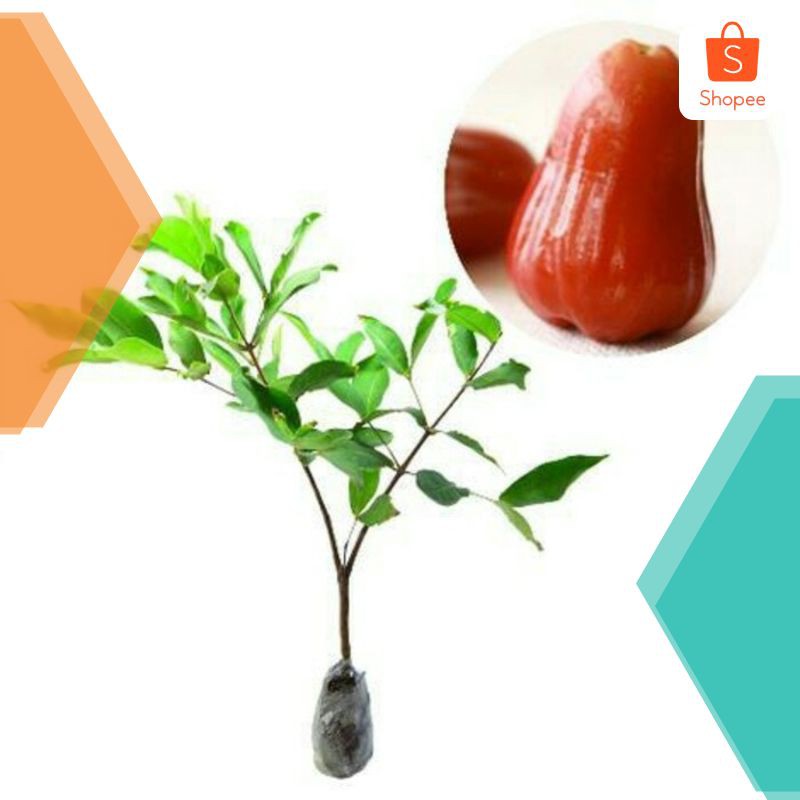 

Promo Jambu air madu delli merah