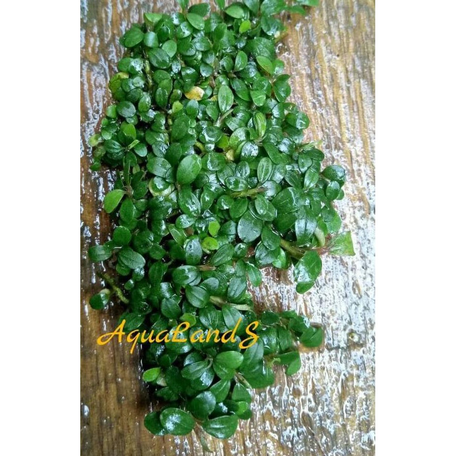 Harga Grosir Tanaman Aquascape Bucephalandra Supermini